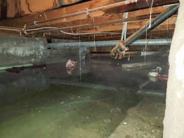 Best Carpet water damage restoration  in Mahtomedi, MN